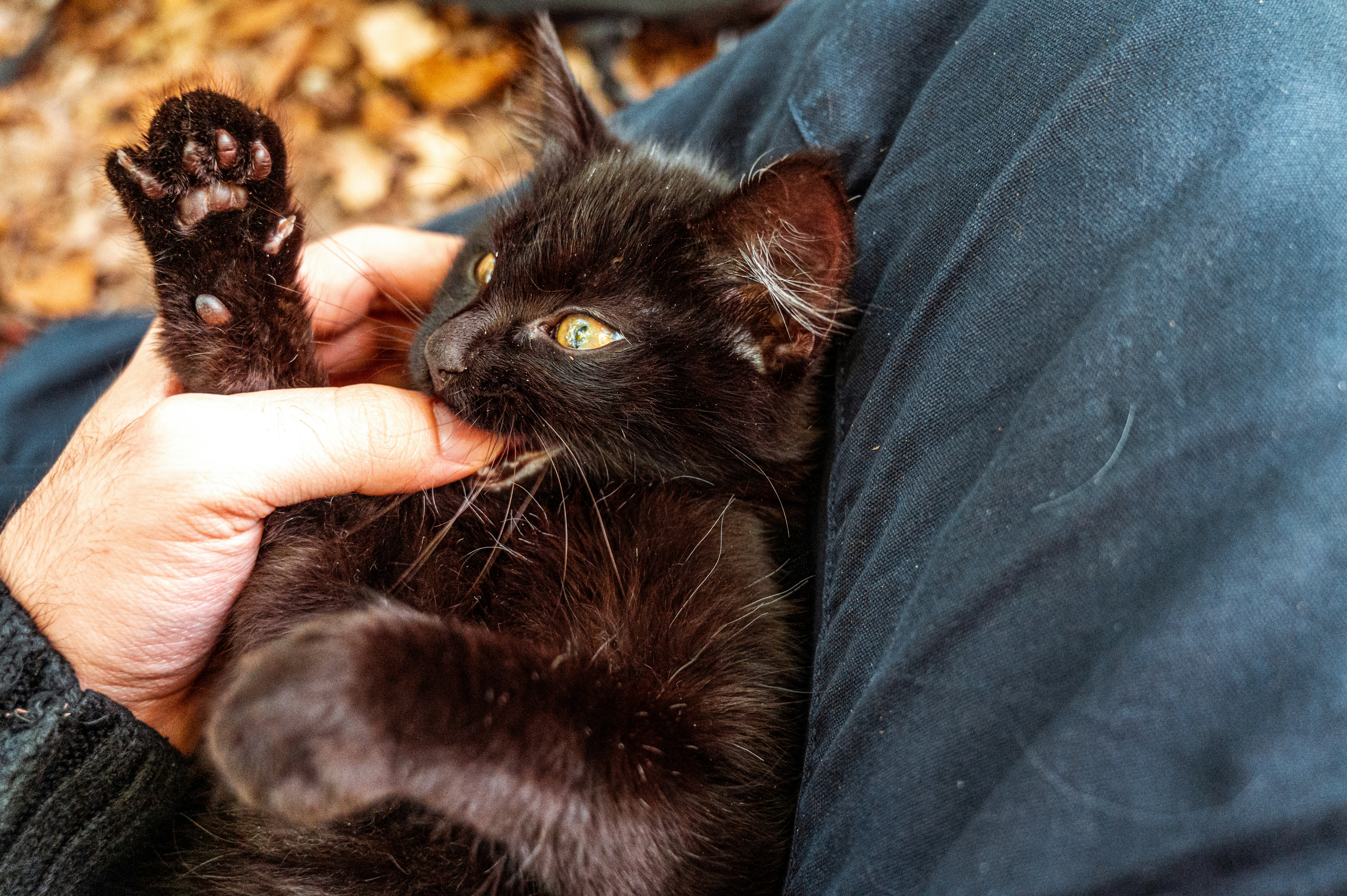 black cat on blue textile